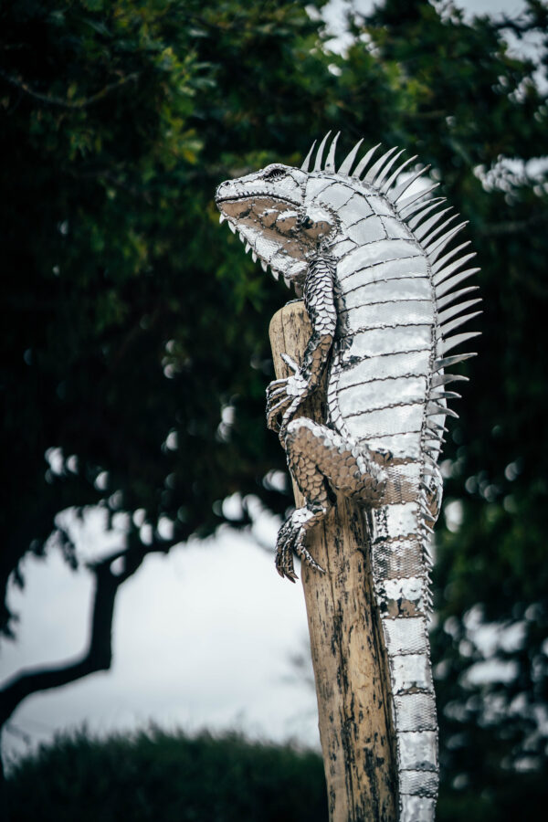 Iguana garden sculpture, unique sculptures for your garden.