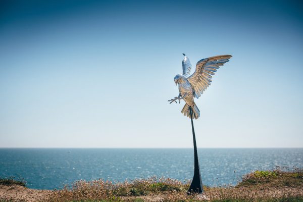 Small Falcon