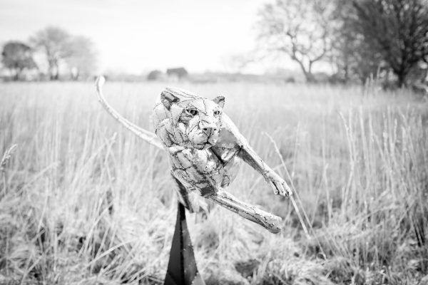 Hunting Cheetah