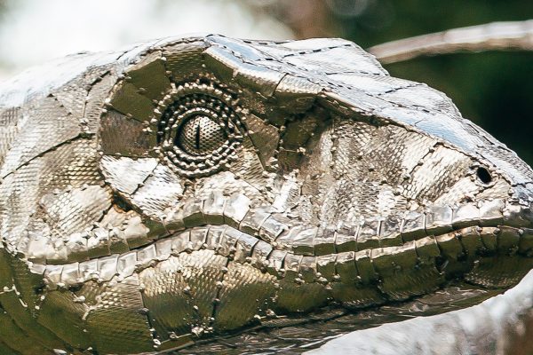 Velociraptor