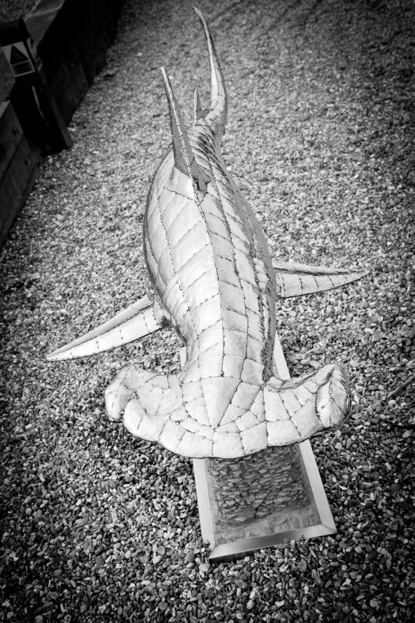 Hammerhead Shark