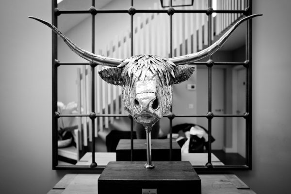 Highland Cow Head