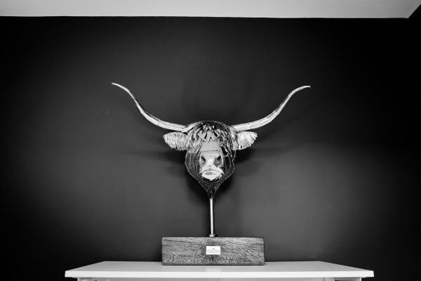 Highland Cow Head