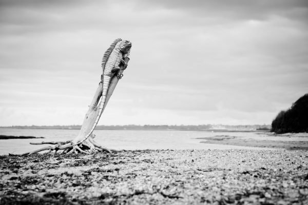 Igunana sculpture in stianless steel, resting on wooden stump