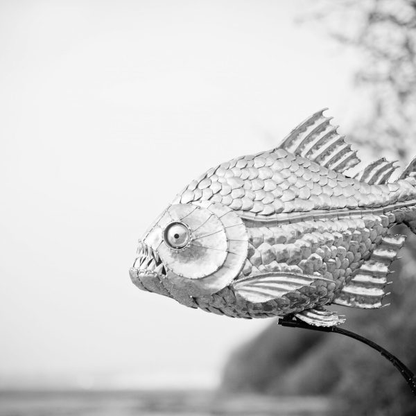 Piranha Fish
