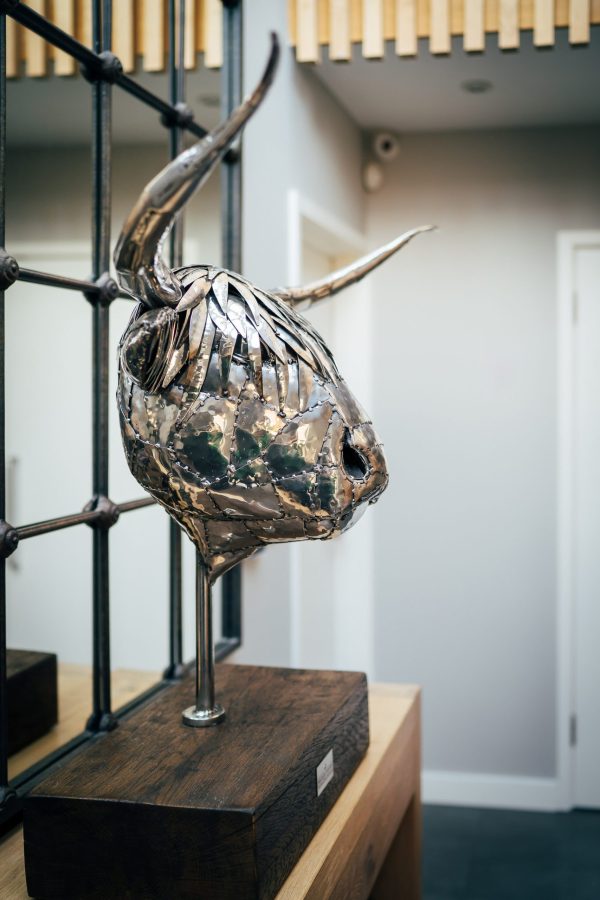 Highland Cow Head