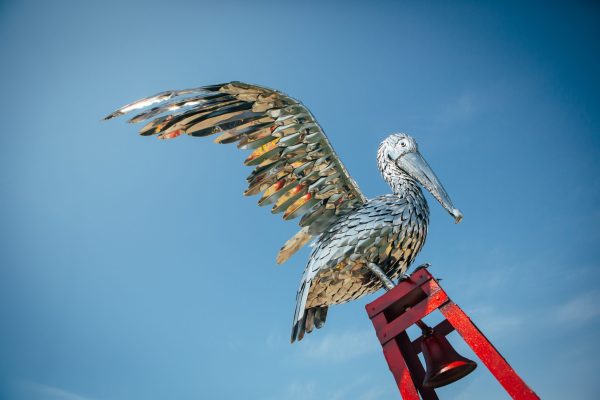 Pelican