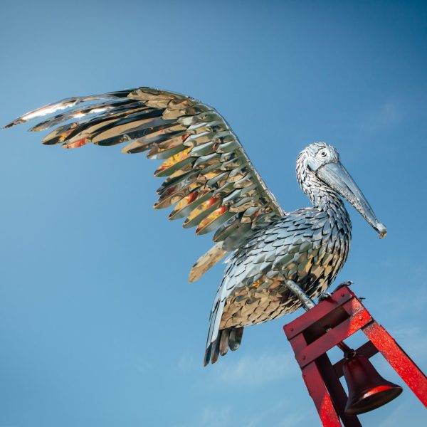 Pelican