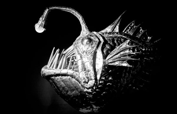 Anglerfish