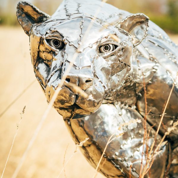 Hunting Cheetah