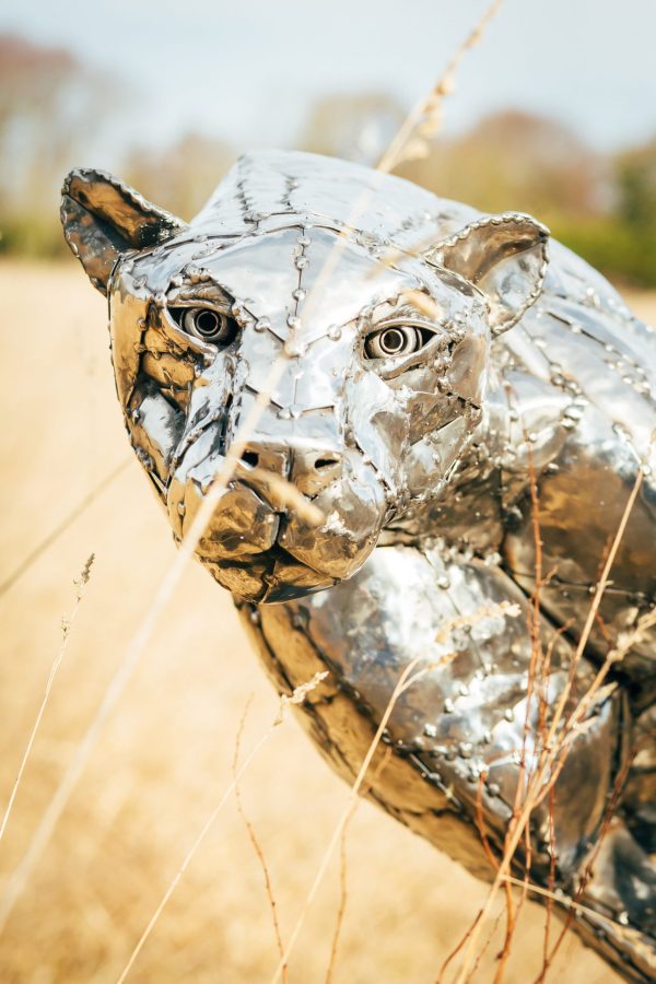 Hunting Cheetah
