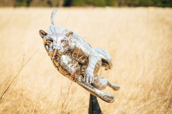 Hunting Cheetah