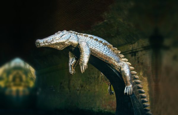 Basking Crocodile