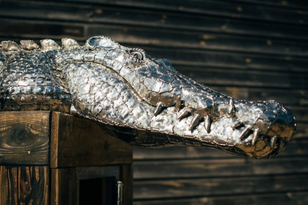 Crocodile on a box