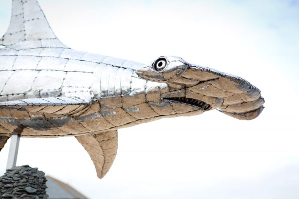 Hammerhead Shark