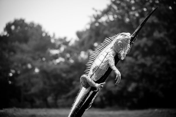 Iguana Sculpture in stainless steel