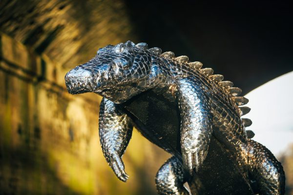 Basking Crocodile