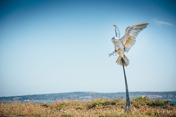 Small Falcon