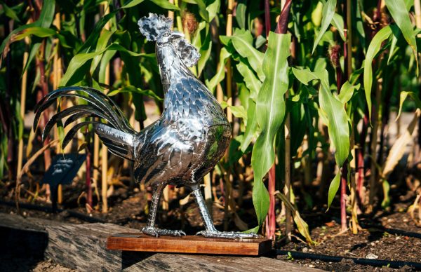 Cockerel