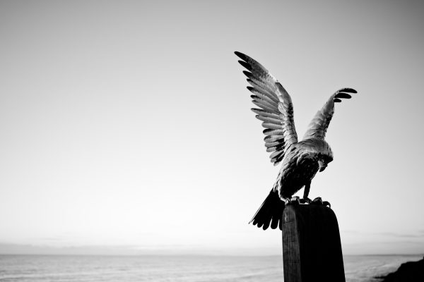 Falcon garden sculpture