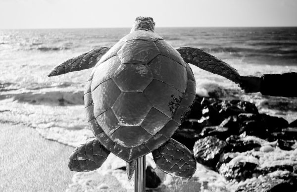 Green Turtle sculpture