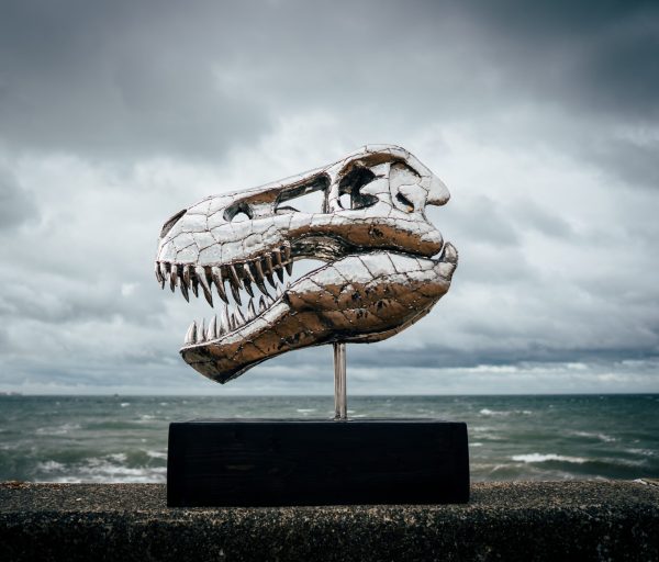 Tyrannosaurus Rex Skull Head Sculpture