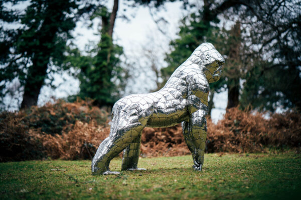 Beautifuly unique garden sculpture of a stainless steel gorilla