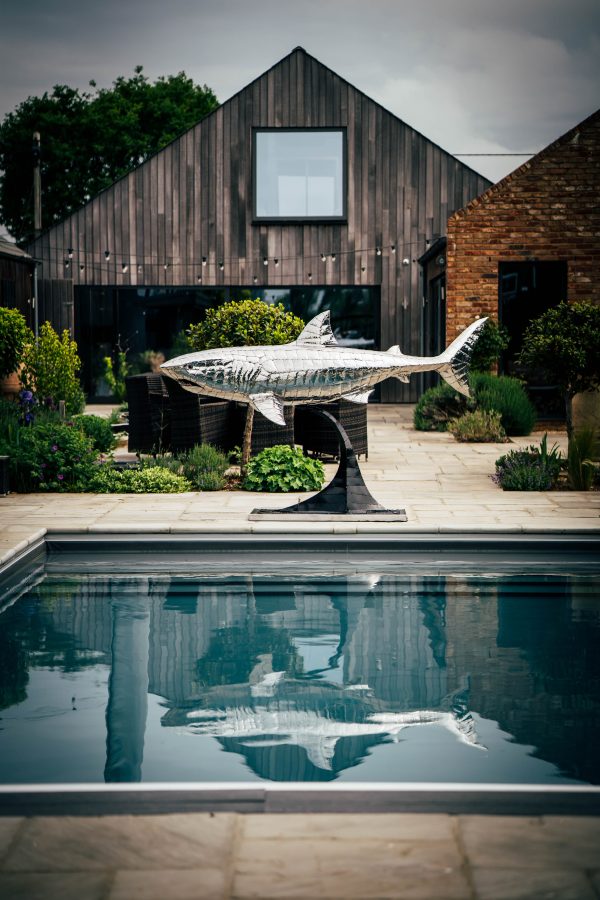 Stainless steel Great white shark sculpture. Outdoor sculpture for the pool side